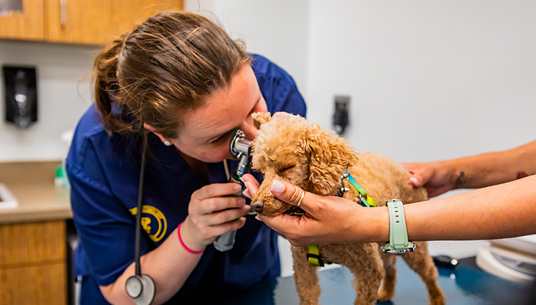 Vet Tech student looks into the ear of a black cat