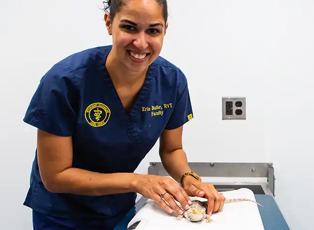 Vet tech faculty examines a lizard